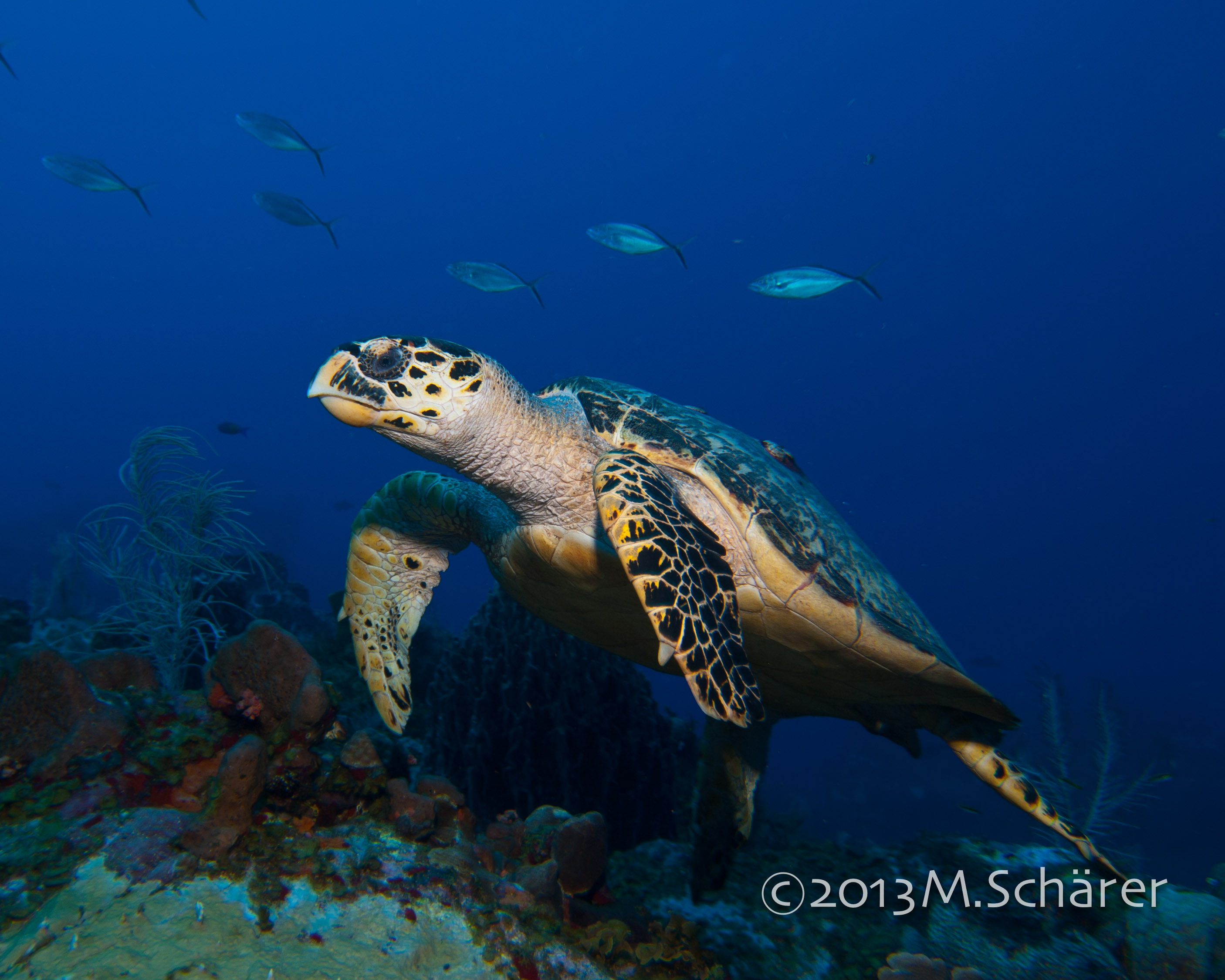 Sea Turtle Nesting Monitoring